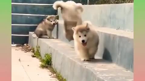 So amazing dog playing with puppies 😍😍😍