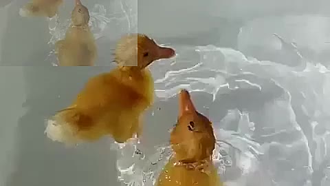 The duck swims for the first time in his life