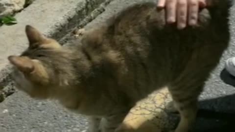 charming street cat want to hang out with me!