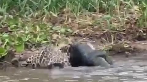 Leopard vs crocodile in fight 🤯🤯🤯