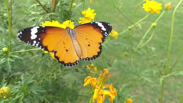 Beautiful butterfly flying over nature