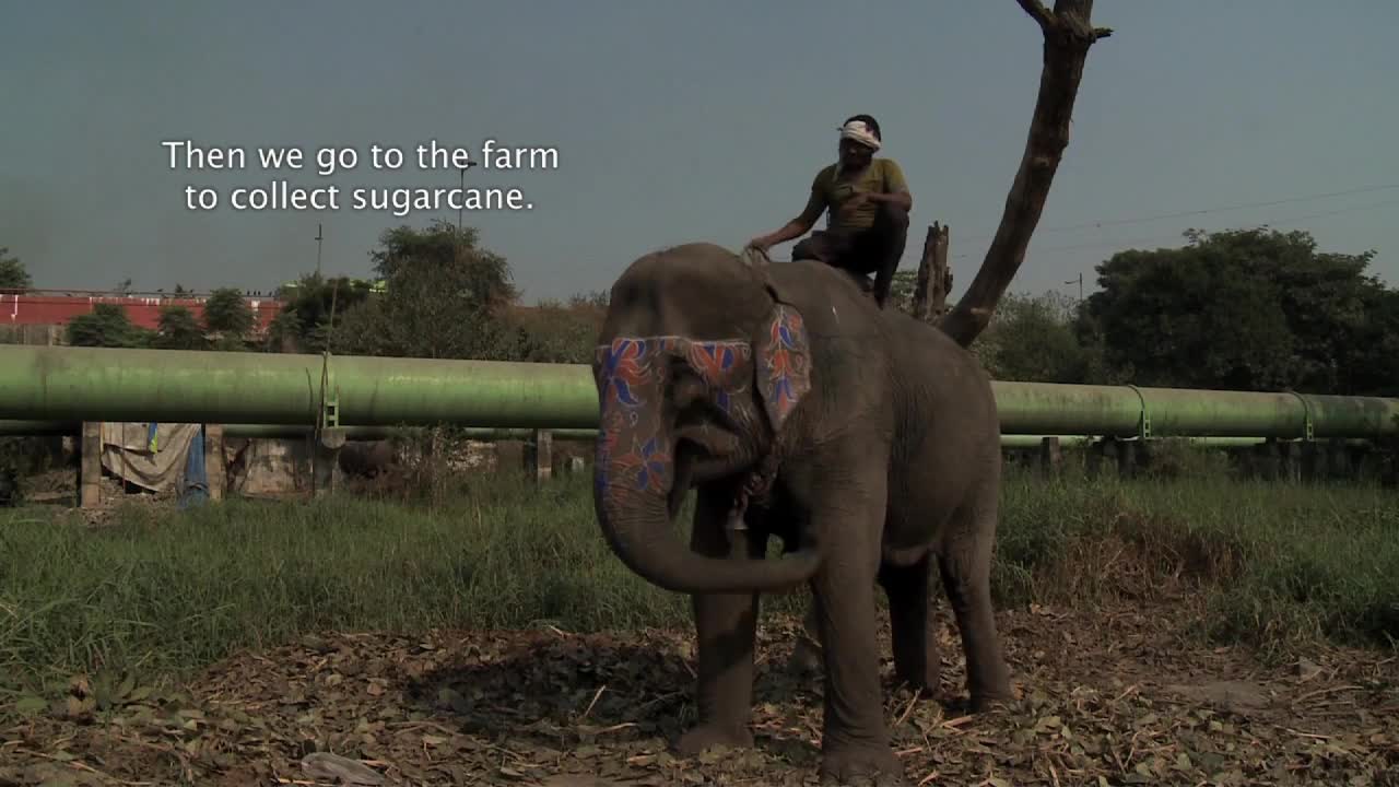 elephant daily life in india