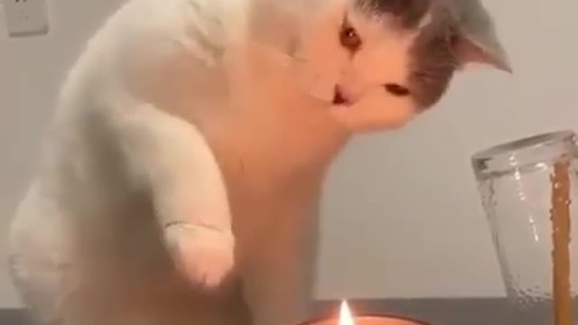 Cat with candles fire