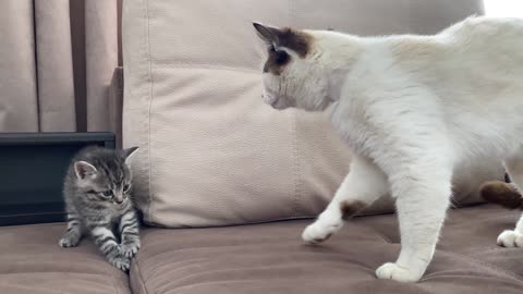 Funny Cat Reaction to New Baby Kitten - Part three