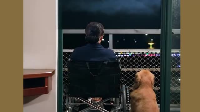 Smart dogs causing fever in the online community