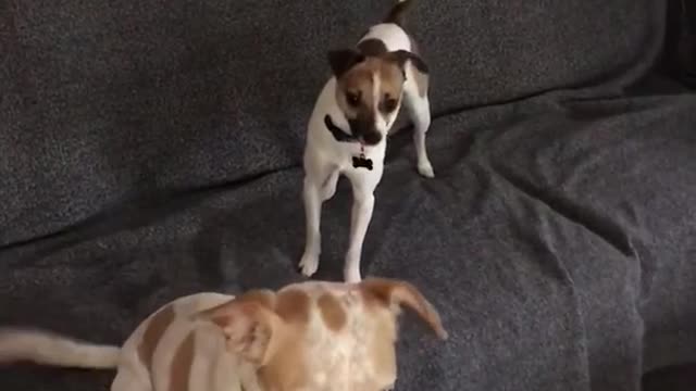 Dog sitting down in sofa with smaller dog barking