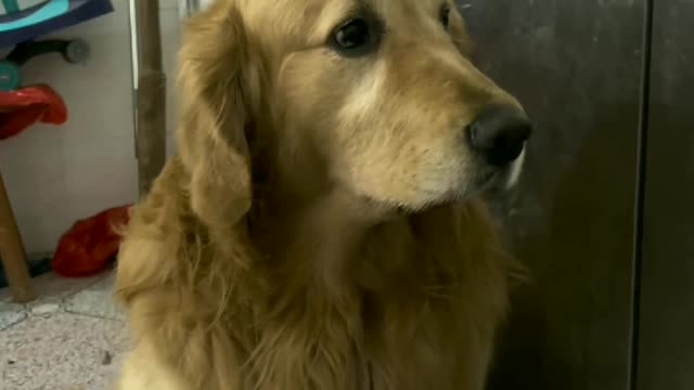My golden reitriever has strong adility to survive in the wild