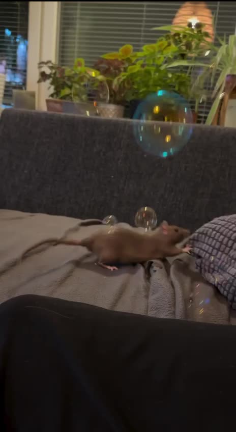 Advanced game levels 🤣🤣