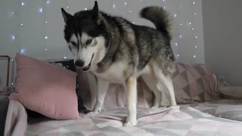 HUSKY'S Relaxing Massage Totally FAILED! He's Crazy!