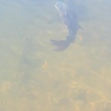 A lake of sharks?????