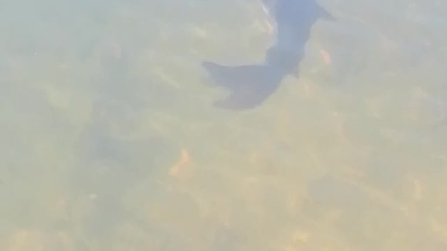 A lake of sharks?????