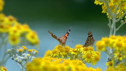 Butterfly in nature on yellow flowers | HD 4K Video