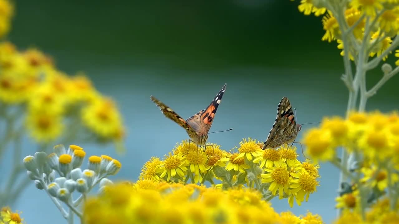 Butterfly in nature on yellow flowers | HD 4K Video