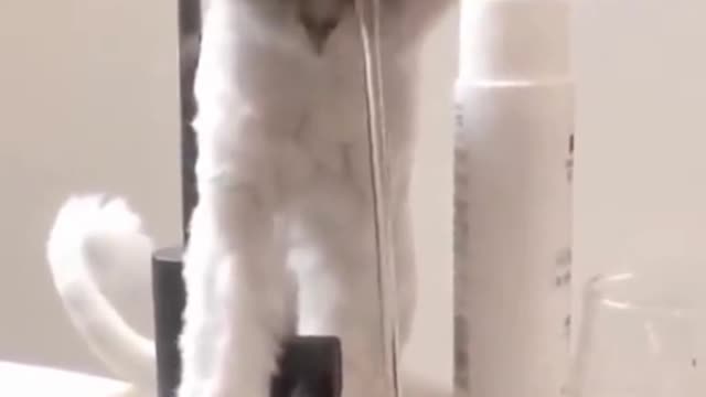 Funniest Cat Video Shows Cat Encounters Strange Mini Shower | Shorts