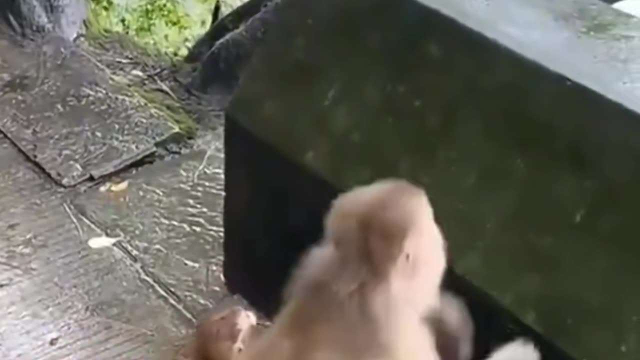 Monkey training his baby funny