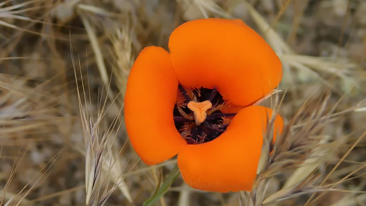 Desert Mariposa - Desert Flower