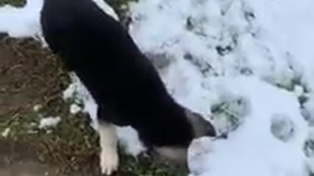 Adorable dog likes to play in snow falling!