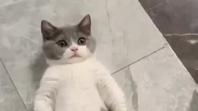 TOP Funny cats 2021Super lazy cat Cute Cats Videos