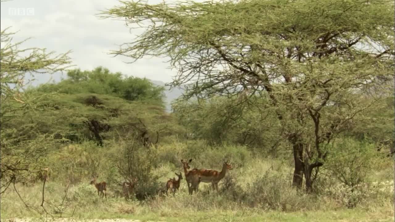 Injured Elephant Calf Finds A Supportive Herd | Secret Life Of Elephants | BBC Earth