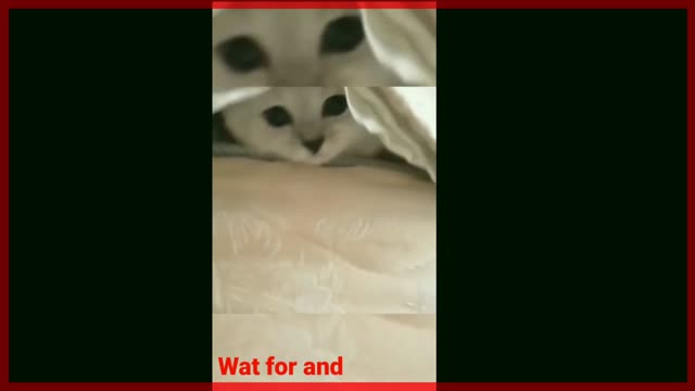 very funny cat || cuit cats funny veido