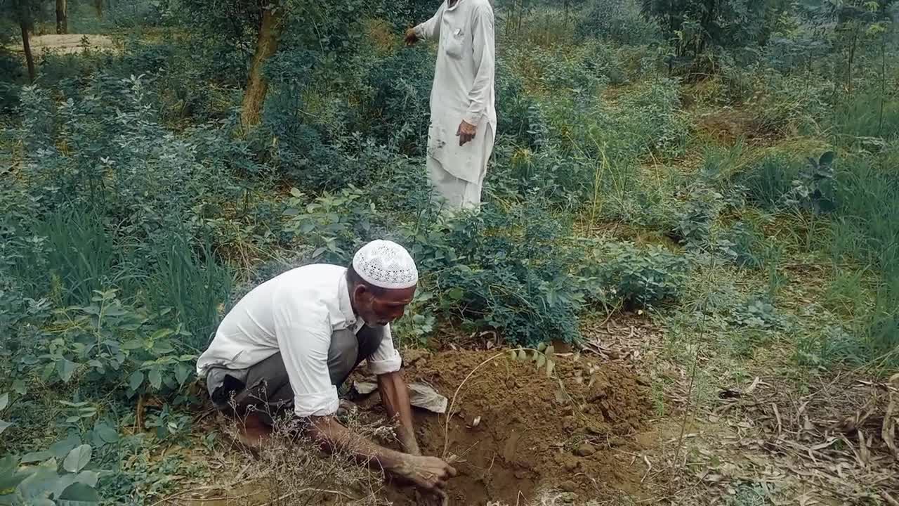 Planting rain- Planting trees very well.