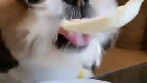 #shorts #viral #trending #subscribe #youtube #memes #online #puppies
