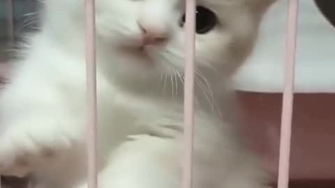 Cute animal
