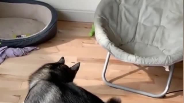 check it out dogs funny reaction to make your day