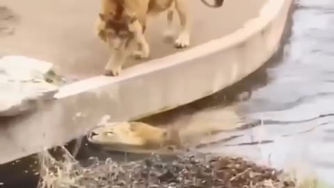 New Two Lion animal Funny Video#Short & #Shorts