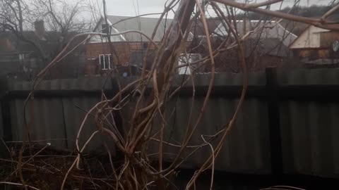 Tokema in hibernation