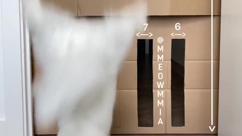 el gato modo yo creo mis propias reglas