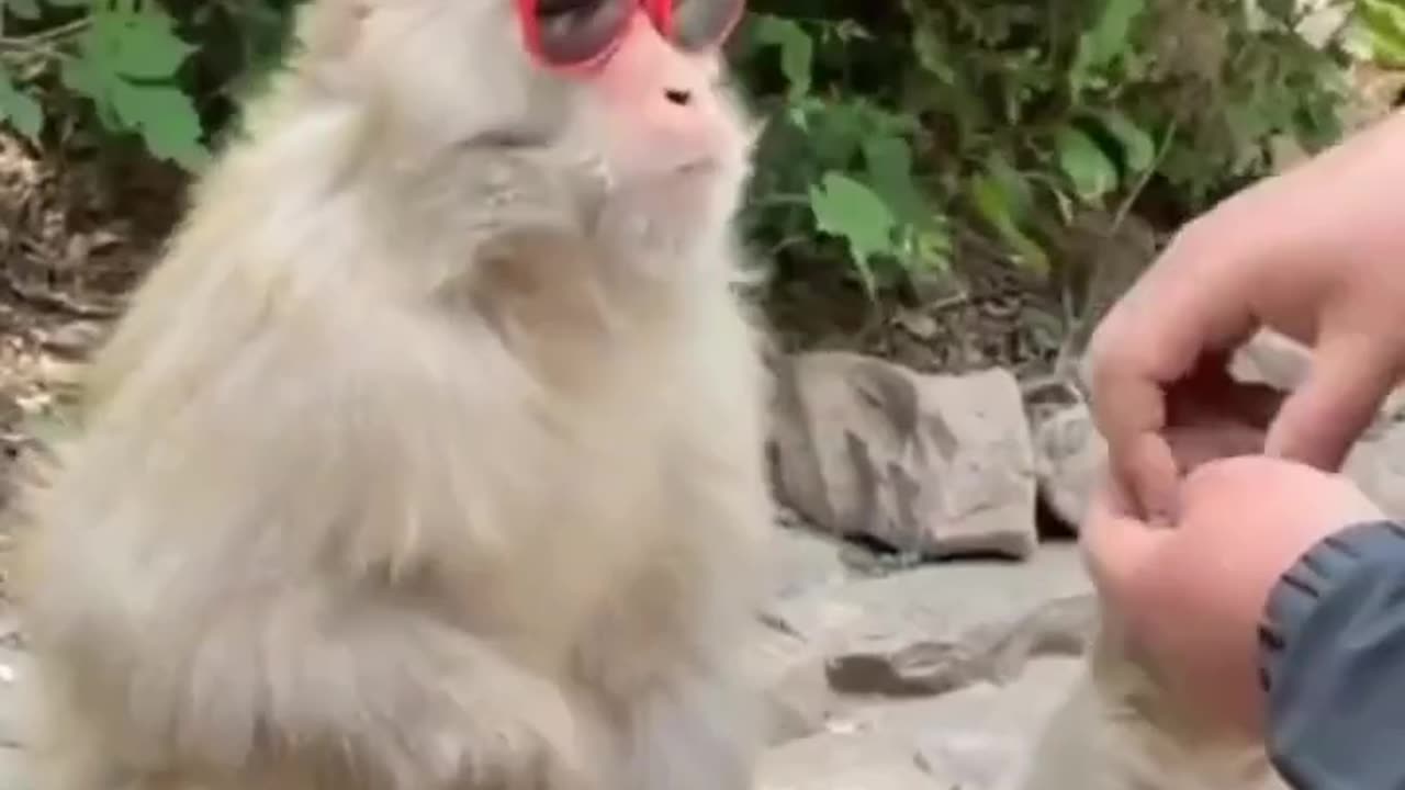 Very beautiful monkey