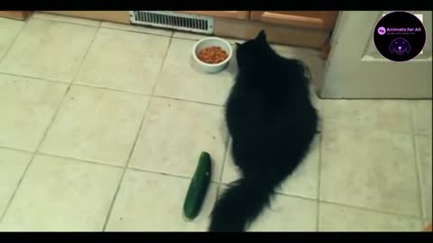 😽 CAT VS 🐾 CUCUMBER Try Not To Laugh Impossible !! 🐽