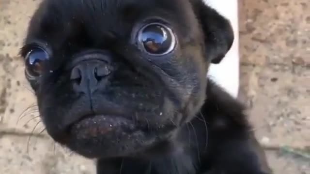 The puppy's big eyes are full of food cravings