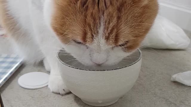 Cat drinking water( mandeuk-i)