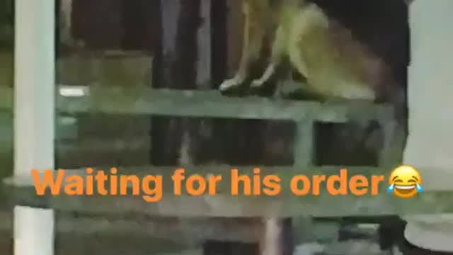 Dog waiting outside for his order