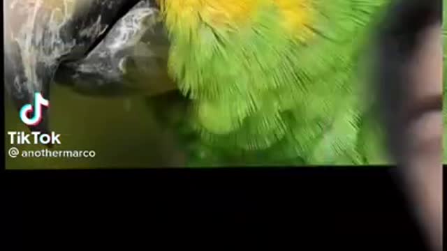 Brazilian Parrot Gets Arrested