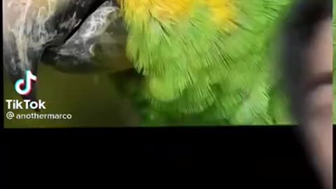 Brazilian Parrot Gets Arrested