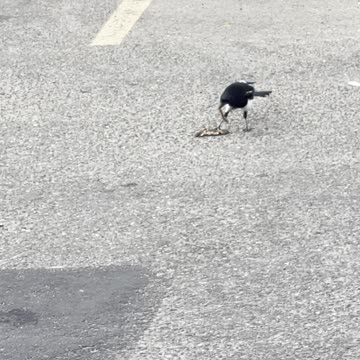 Magpies birds in sidewalk