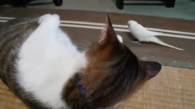 Little Bird Kisses His Cat Friend !