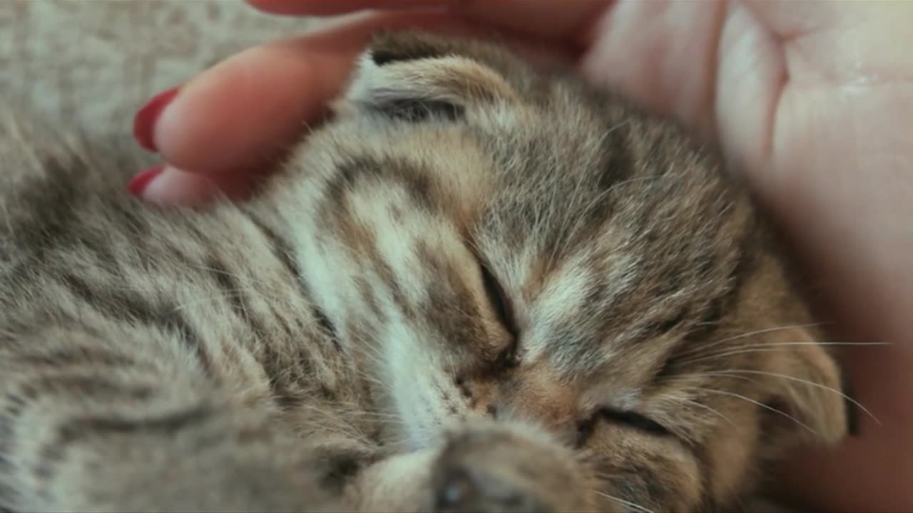 Cute baby cat