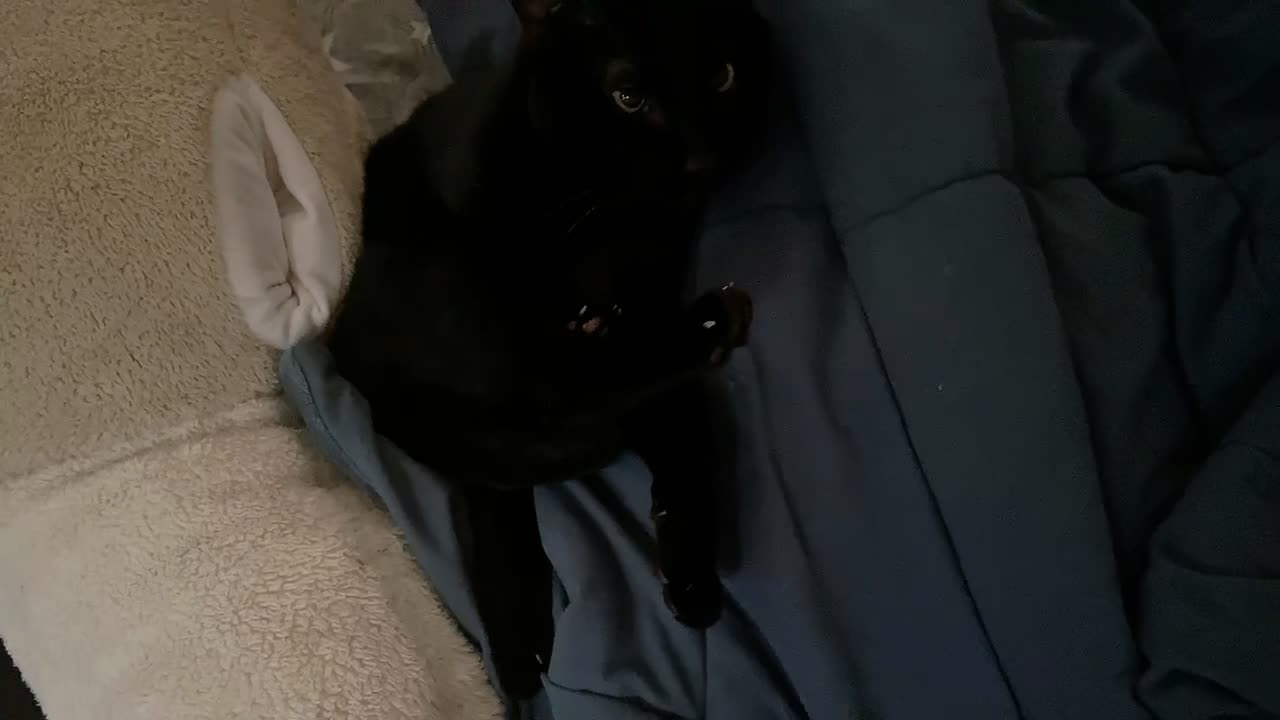 How is this black cat's body?