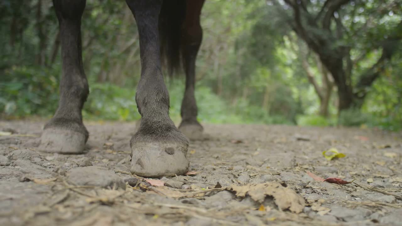 Horse Hooves in the Woods