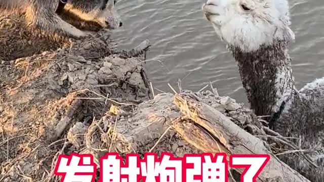 Alpaca popsicle and Hass pig's friendship boat fell out