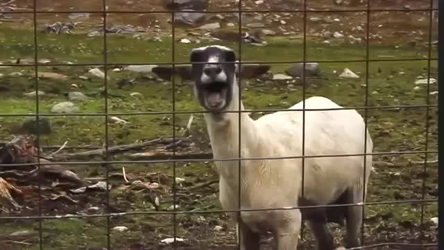 Like human funny goat.