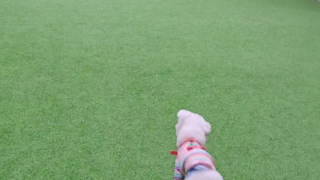 A lovely dog running around excitedly.