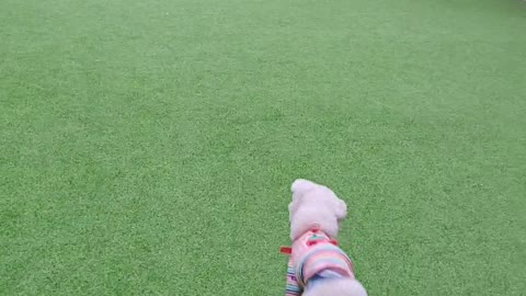 A lovely dog running around excitedly.