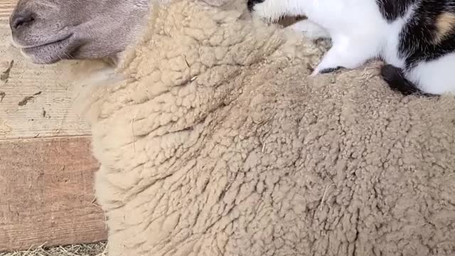 Barn Cat Massages Waffles the Sheep