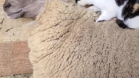 Barn Cat Massages Waffles the Sheep