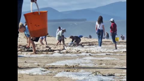 Seahorses wash up in Plett 29092023 